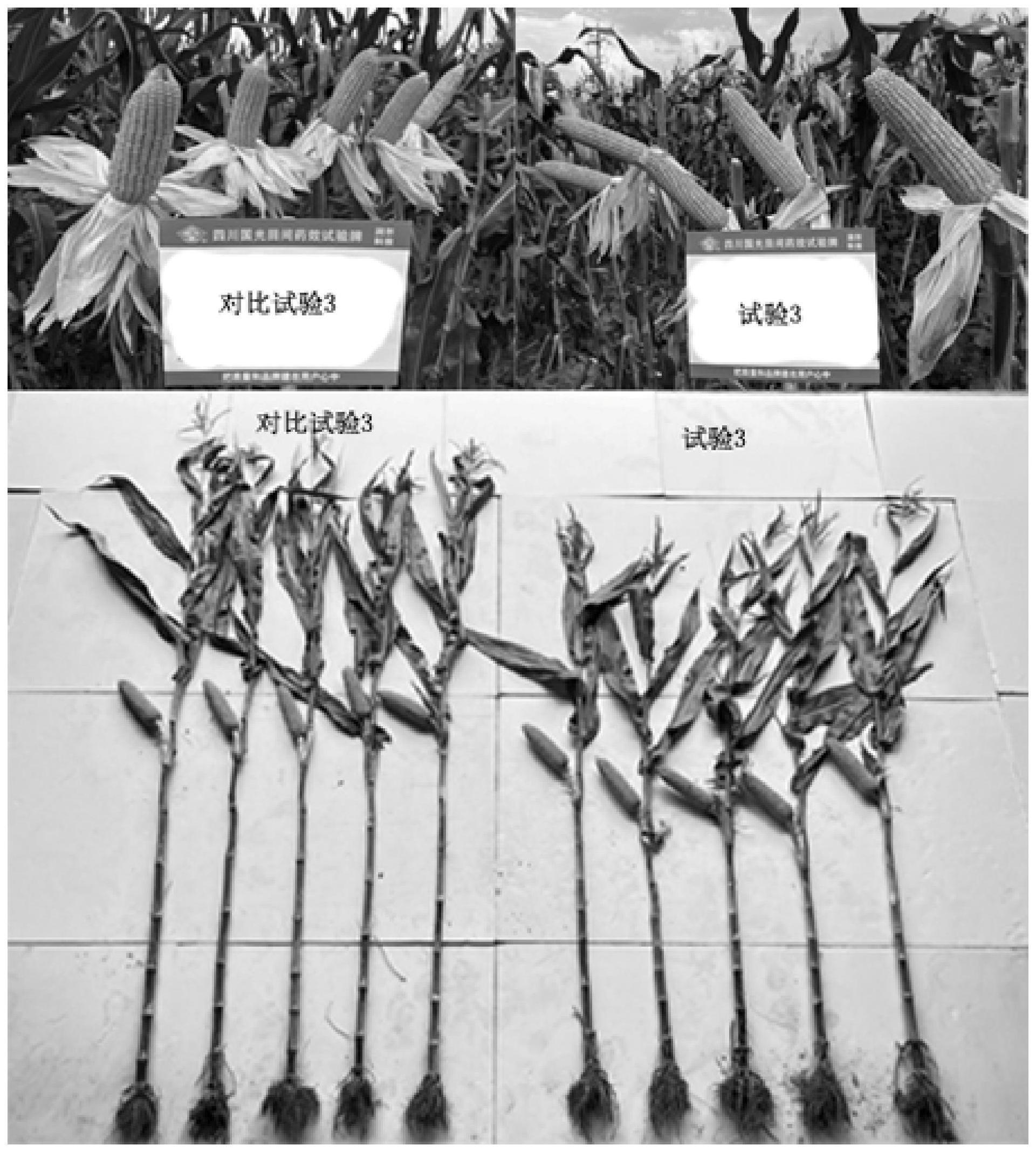 一种玉米大豆带状间作种植控旺增产的方法与流程