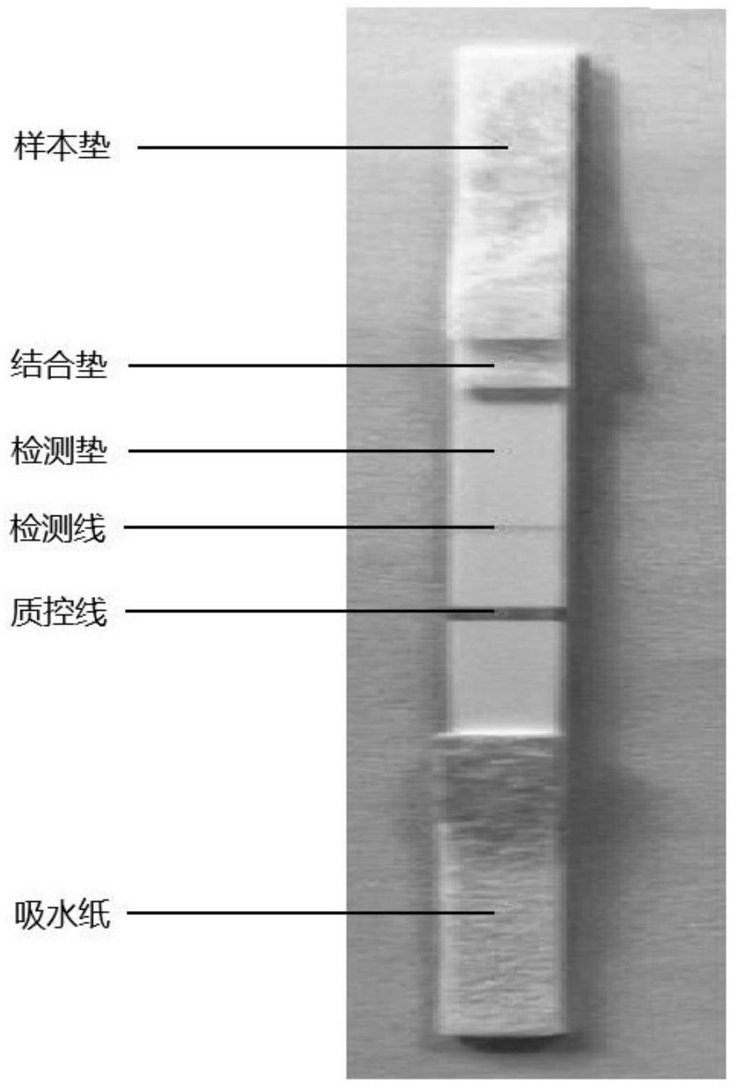 抗犬瘟热病毒N蛋白的单克隆抗体对和核酸分子、细胞及制备方法和应用与流程