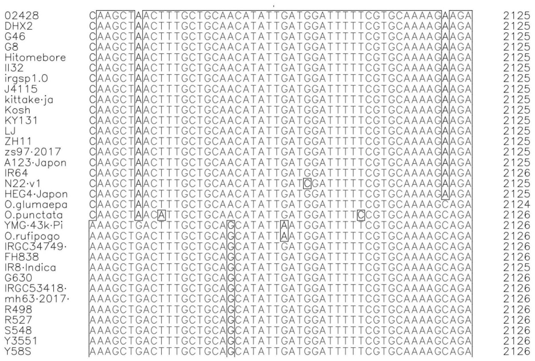 鉴定稻瘟病抗性基因Pi64的SNP分子标记、方法及其应用