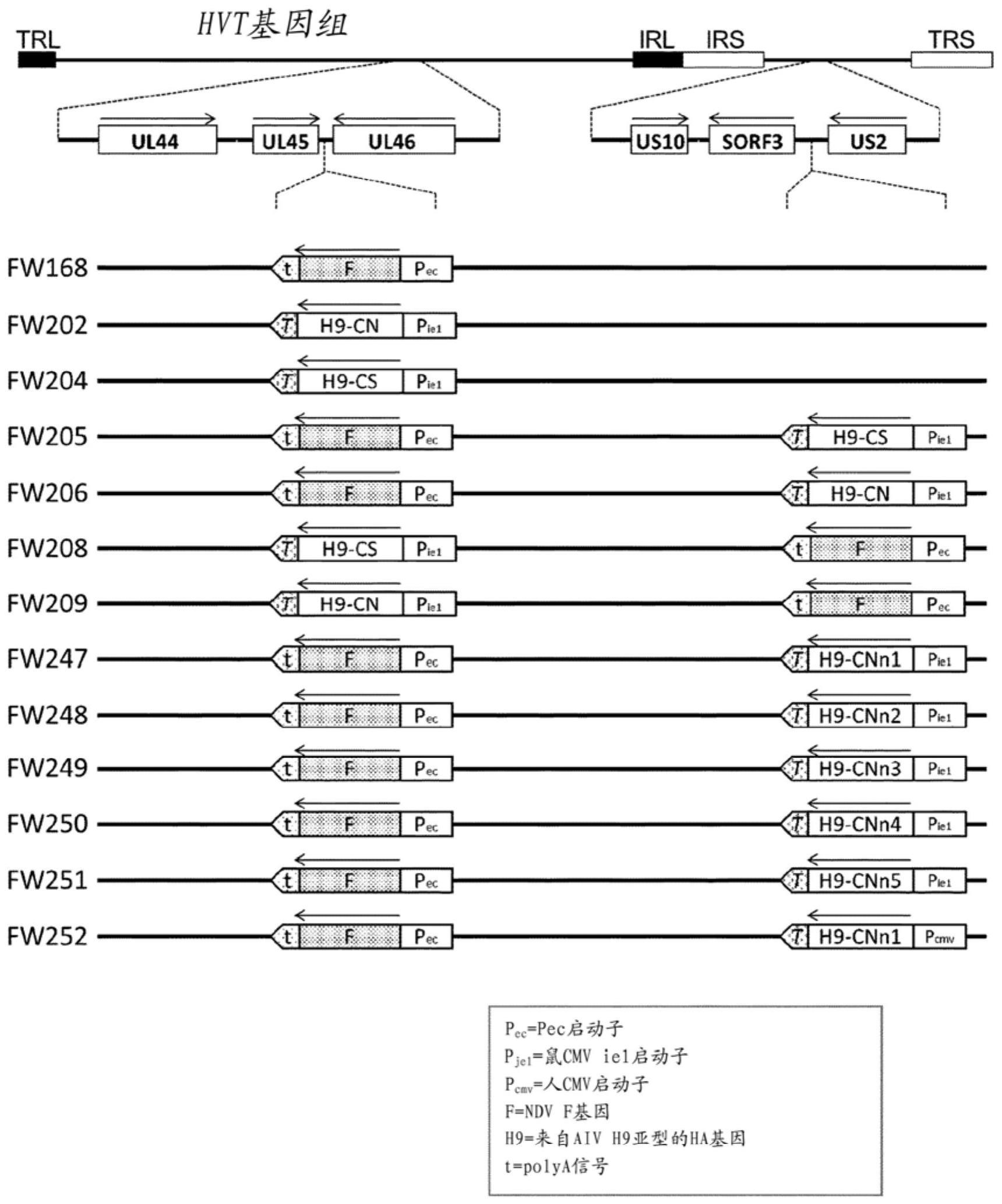 重组HVT及其用途的制作方法