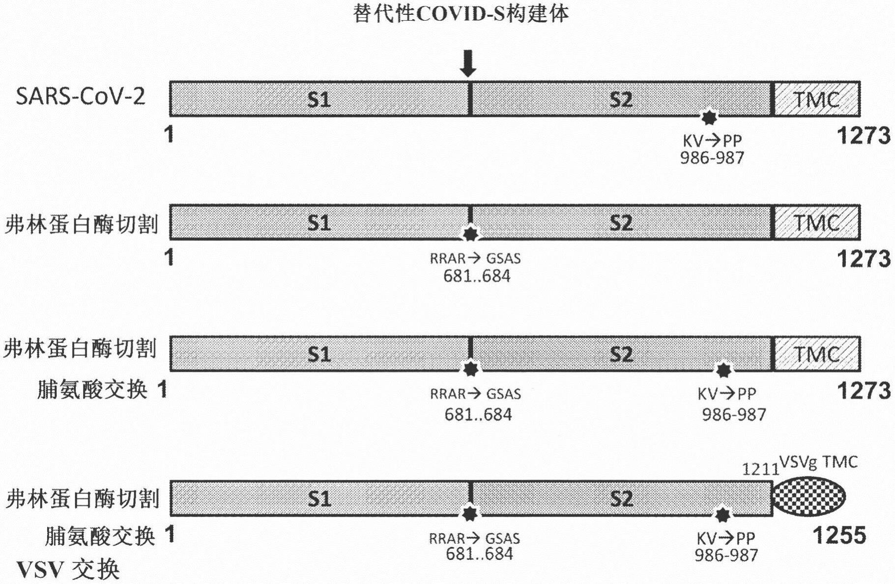 用于治疗冠状病毒的疫苗组合物的制作方法