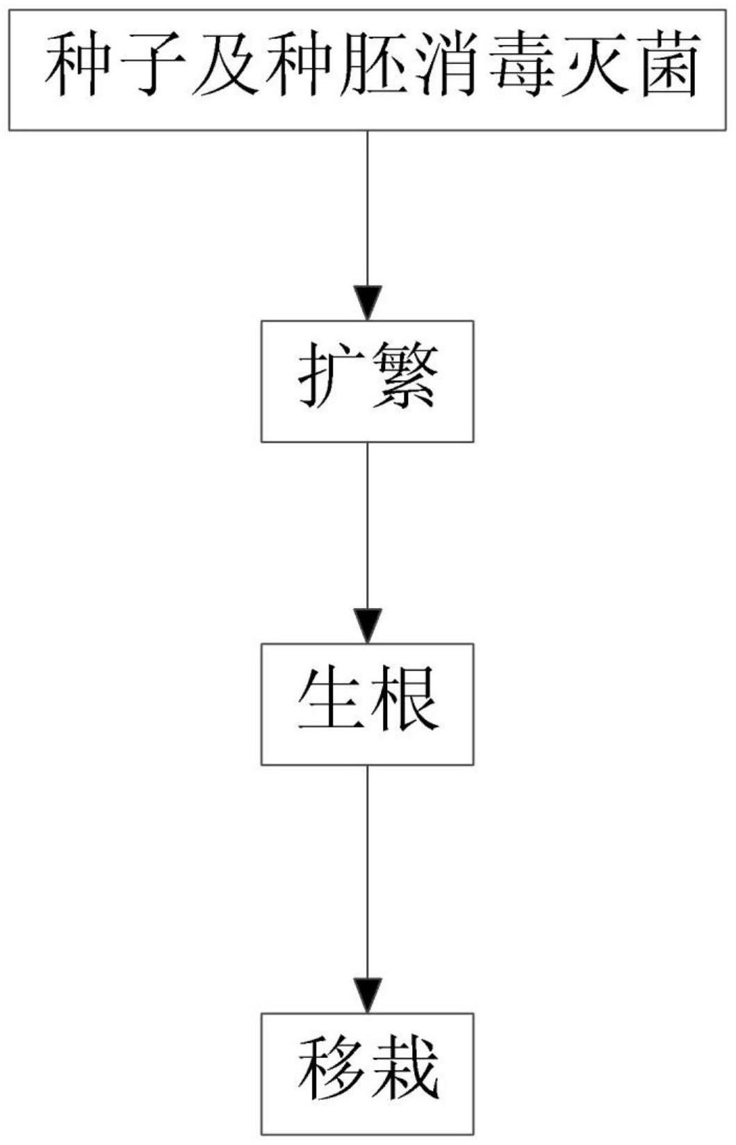 小叶红叶藤种子与种胚组织培养繁殖的应用及其方法与流程