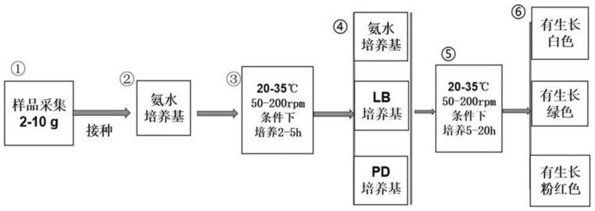 一种铜绿假单胞菌简易定性检测方法