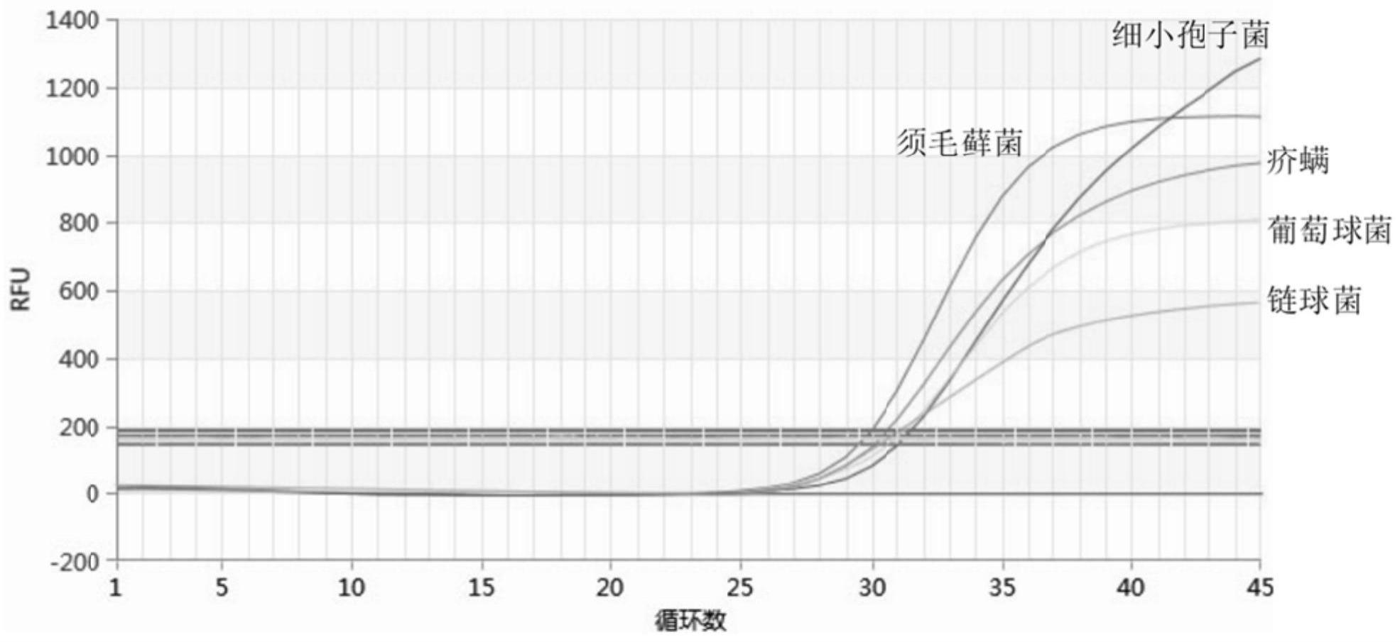 一种检测猪多种皮肤病原探针引物、试剂盒及其应用的制作方法