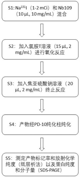 一种增强免疫原性的碘标记纳米抗体制备方法和应用与流程