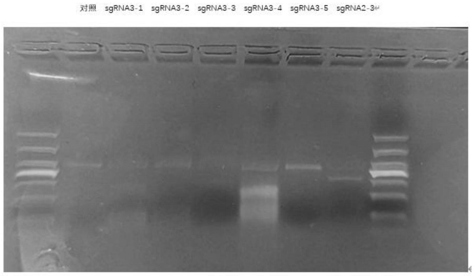 靶向Rdh12基因的sgRNA及食蟹猴Rdh12基因敲除的方法