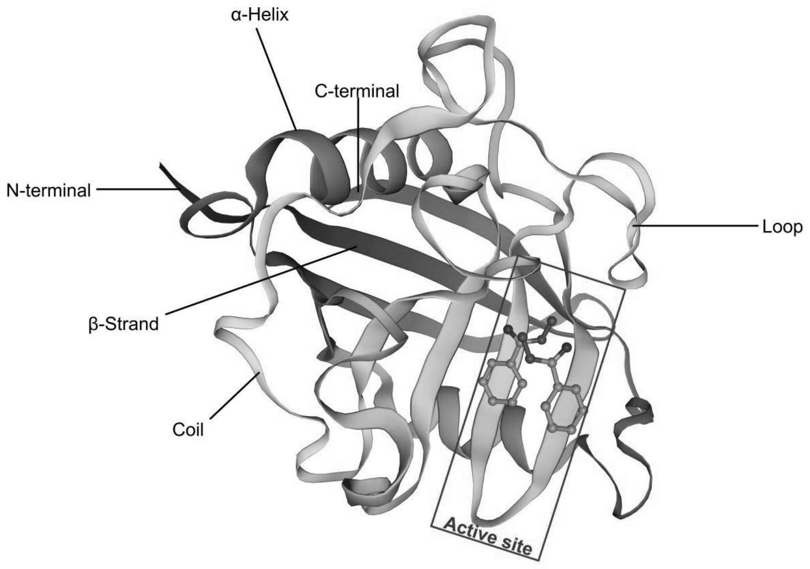 三角帆蚌CypA基因的克隆及其应用
