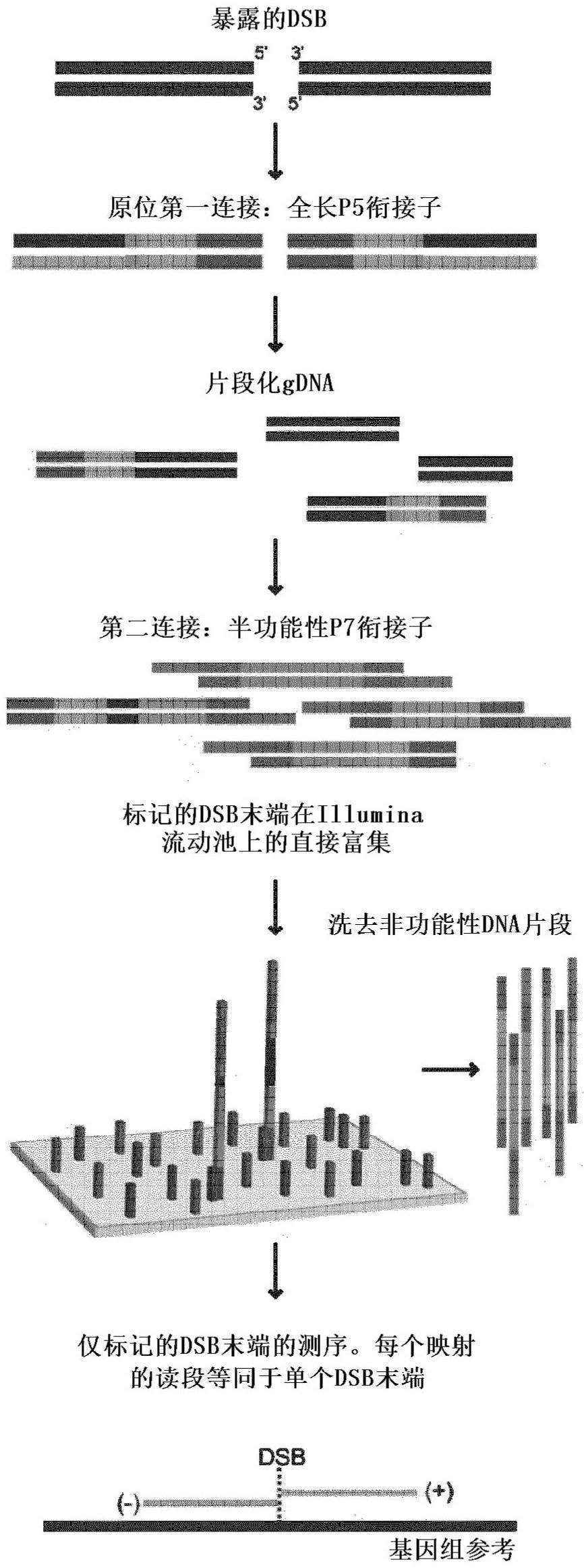 用于分离双链断裂的方法