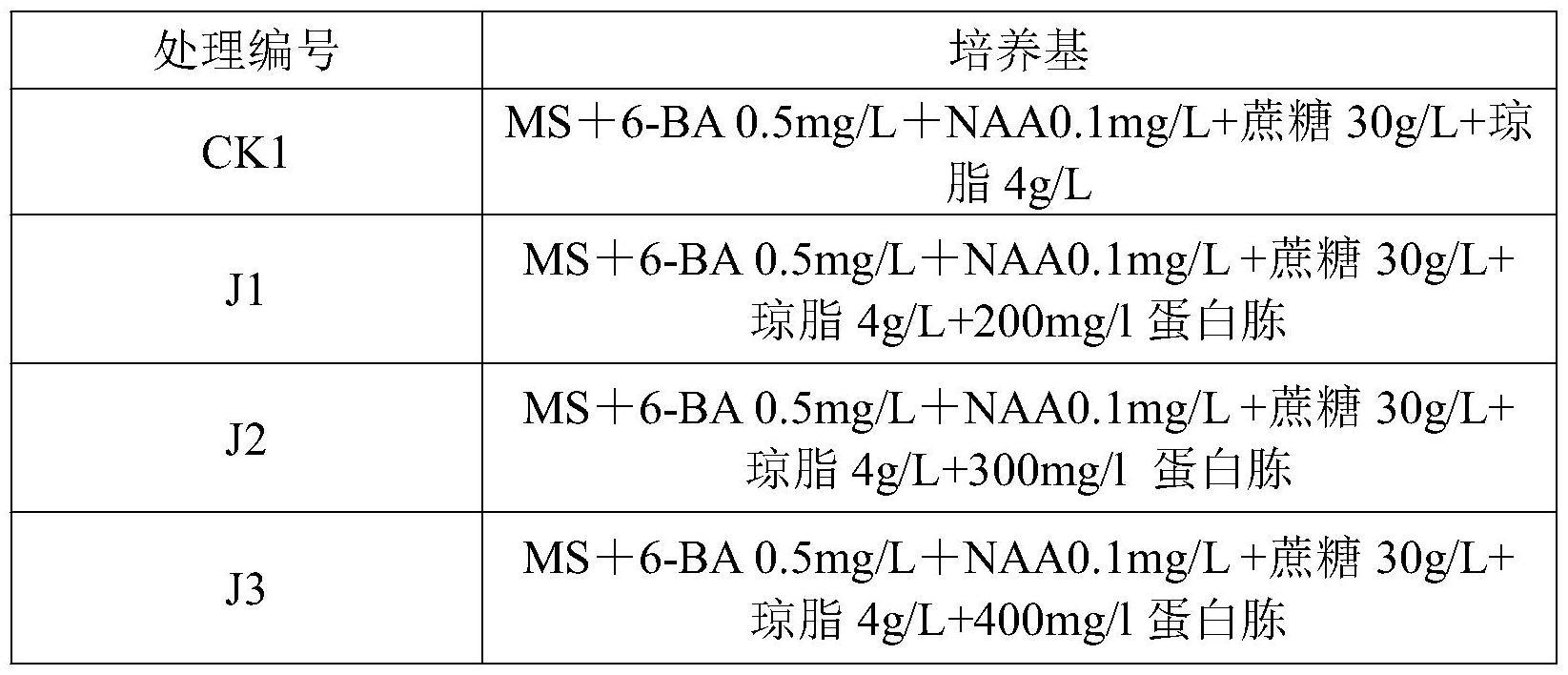 一种天门冬瓶内生根结薯的方法