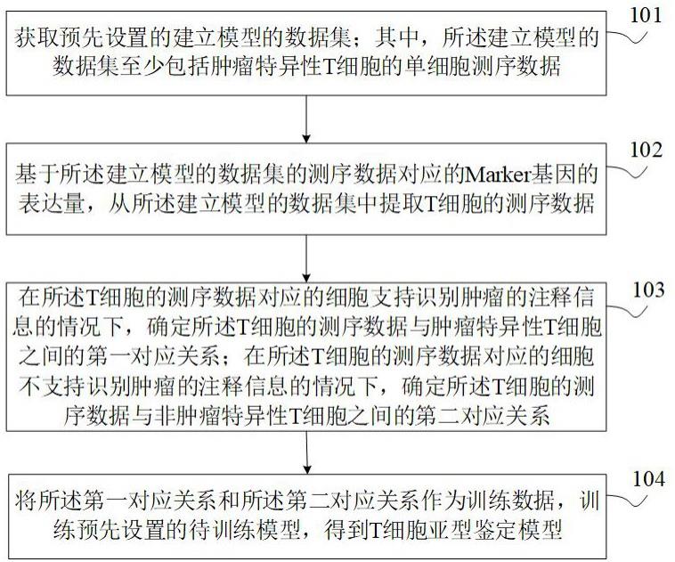 T细胞亚型鉴定的模型训练方法、装置、设备及存储介质与流程