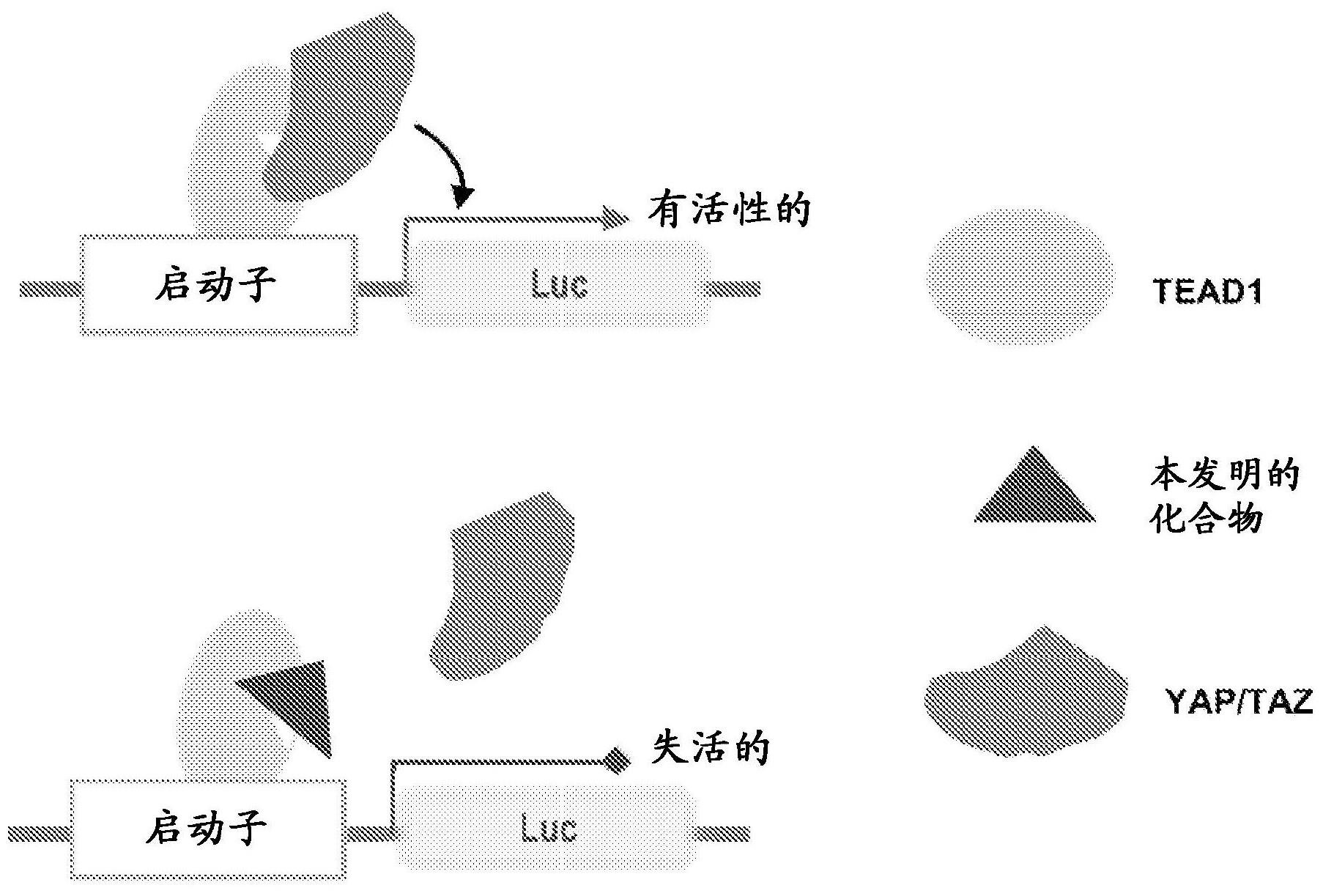 YAP/TAZ-TEAD肿瘤蛋白的抑制剂，其合成和用途的制作方法