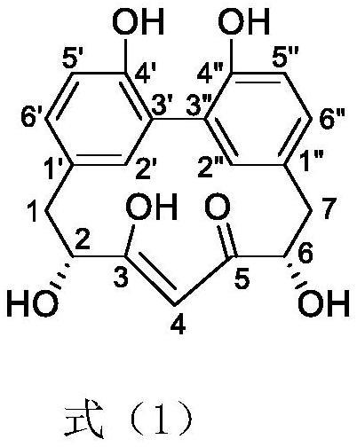 木麻黄醇E及其制备方法和在抗炎药物中的应用