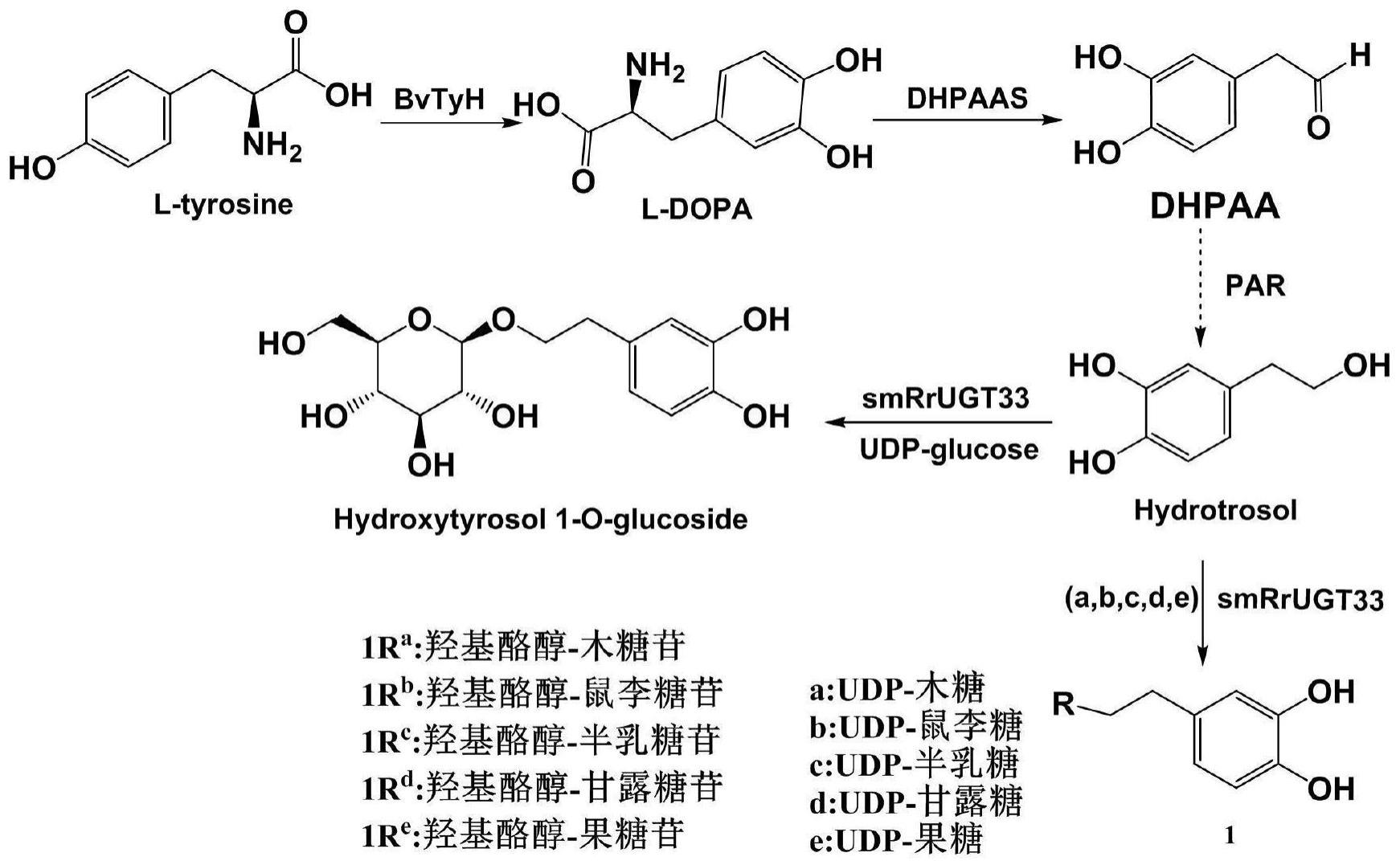 突变蛋白和羟基酪醇糖苷化衍生物的合成方法