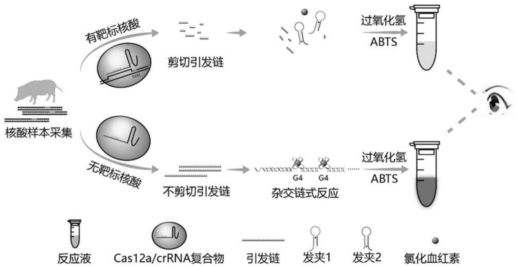 一种基于CRISPR技术的便携式非洲猪瘟病毒核酸检测试剂盒及其制备方法和应用