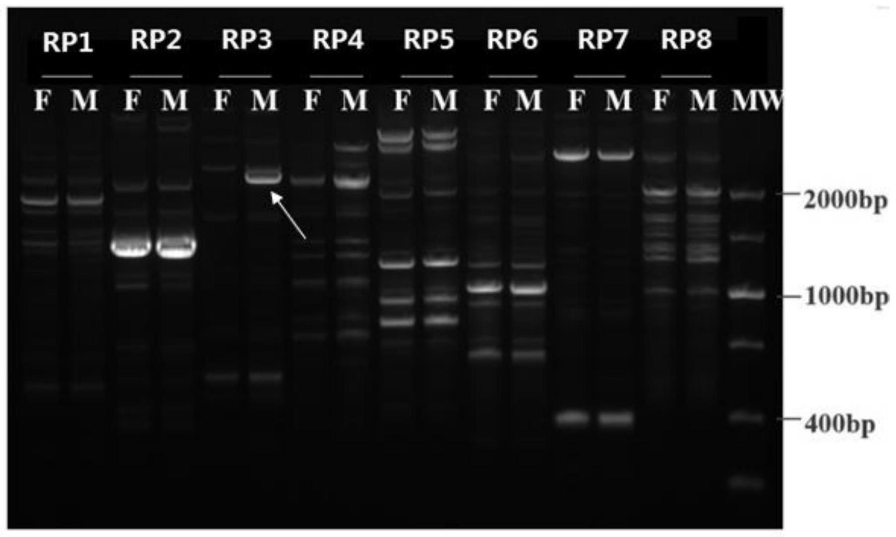 一种鉴定罗汉果性别的RAPD分子标记引物、试剂盒及应用的制作方法