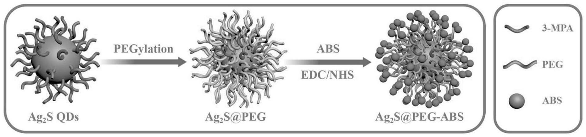 一种量子点纳米探针Ag2S@PEG-ABS及其制备方法与应用