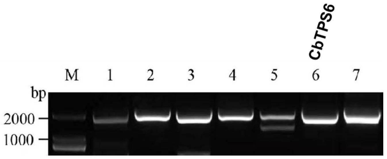 梅片树倍半萜合酶CbTPS6及其相关生物材料与应用的制作方法