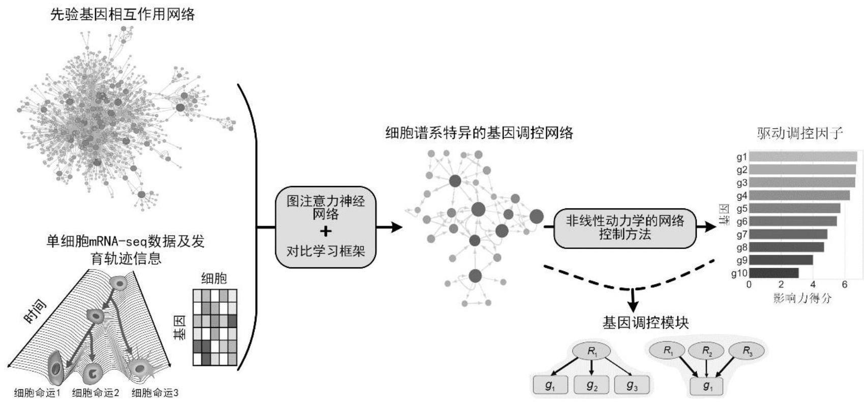 一种基于基因调控网络识别驱动调控因子的方法