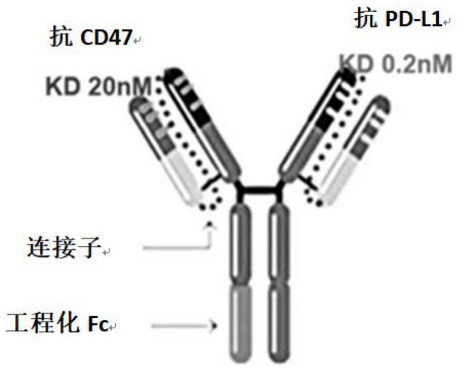靶向CD47和PD-L1的双特异性抗体及其应用的制作方法