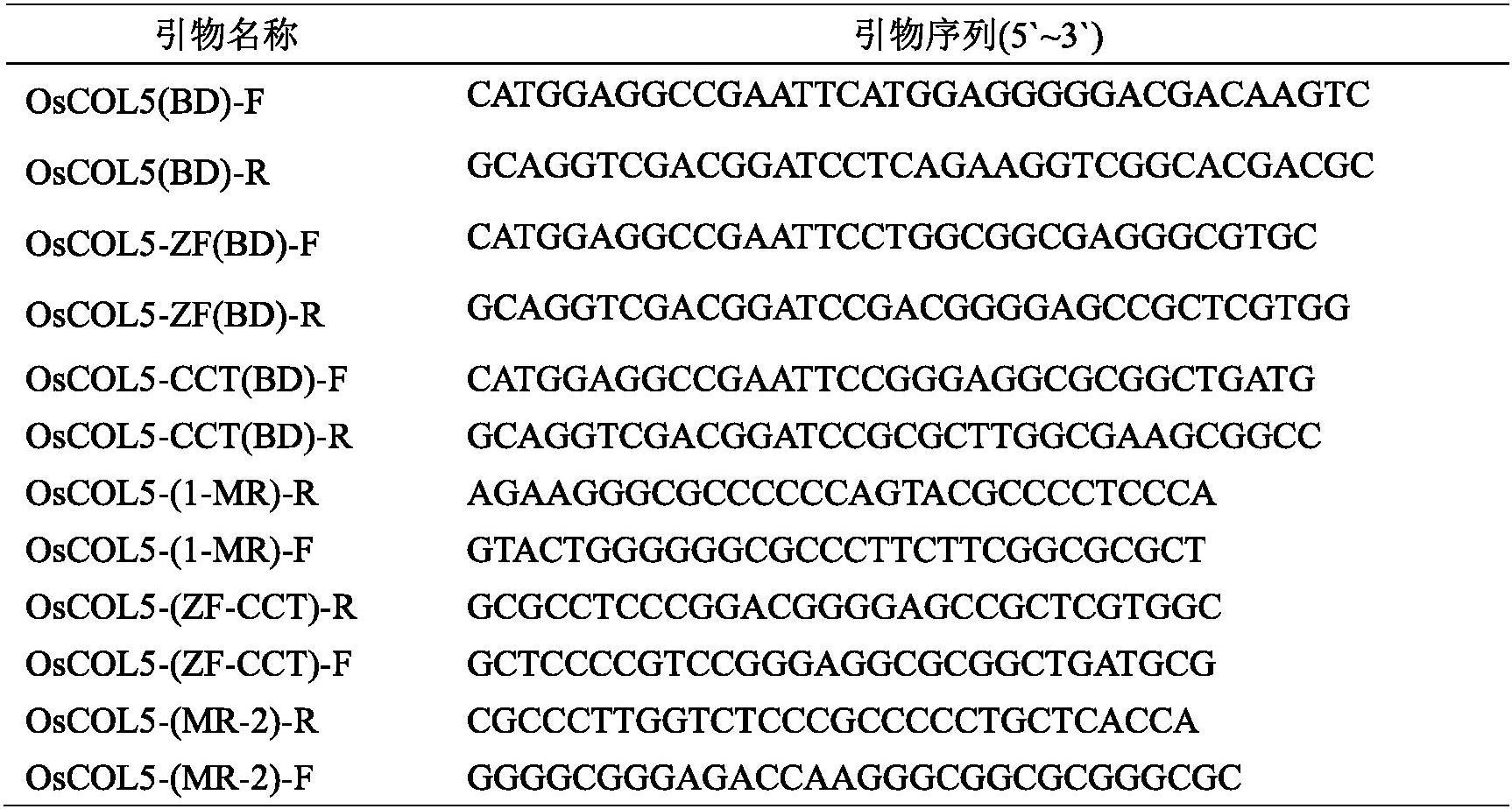 OsCOL5基因在调控水稻抽穗期中的应用的制作方法