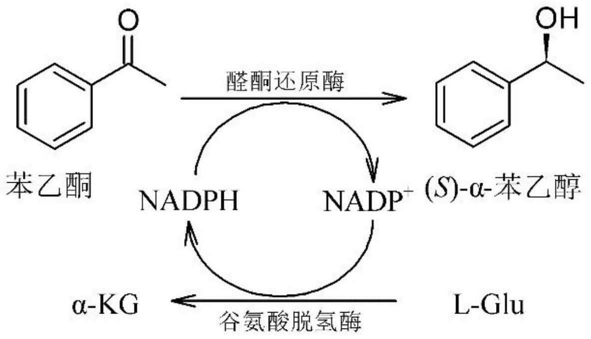 一种醛酮还原酶及其应用