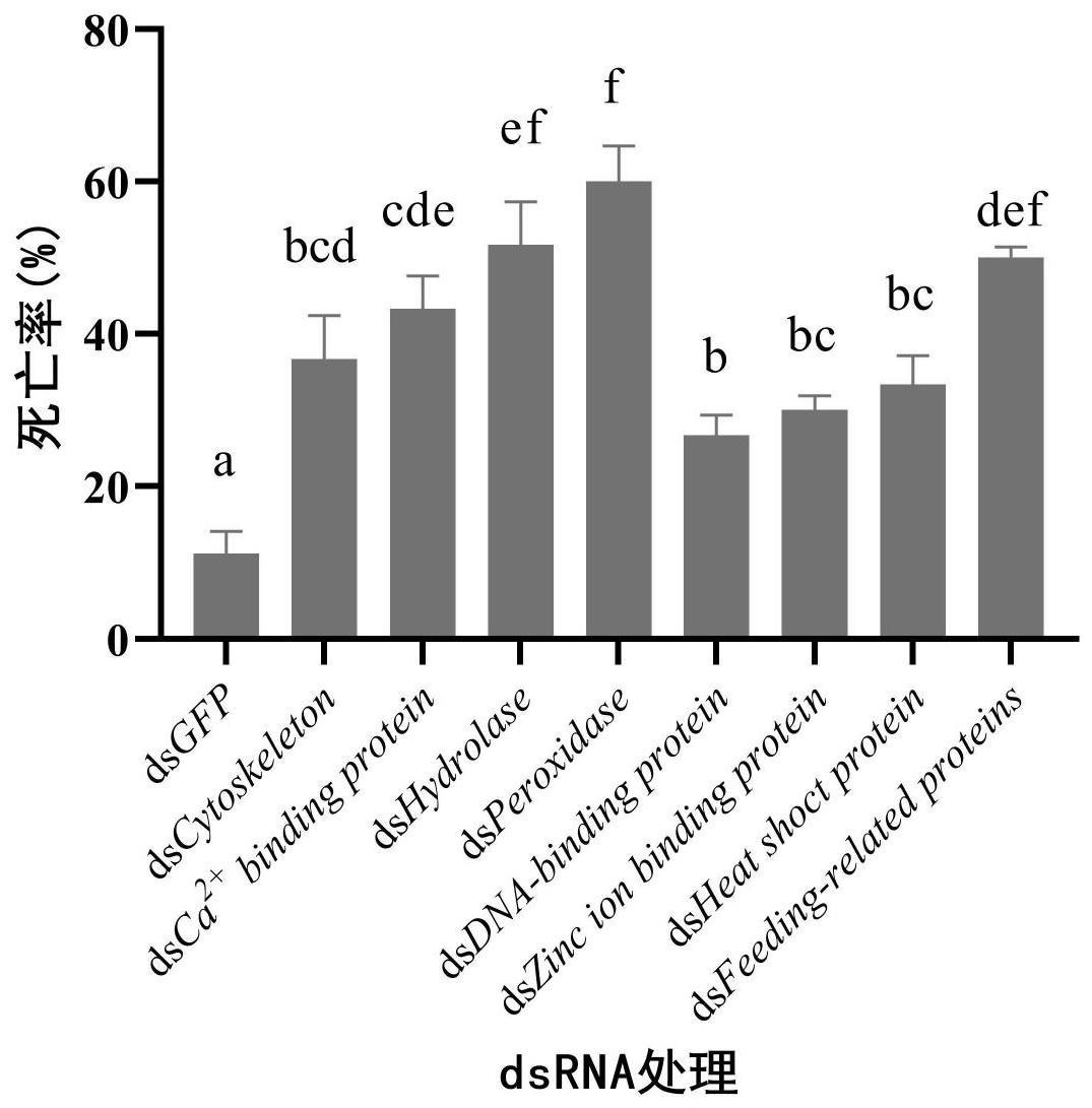 融合dsRNA及其组合在防治蚜虫中的应用