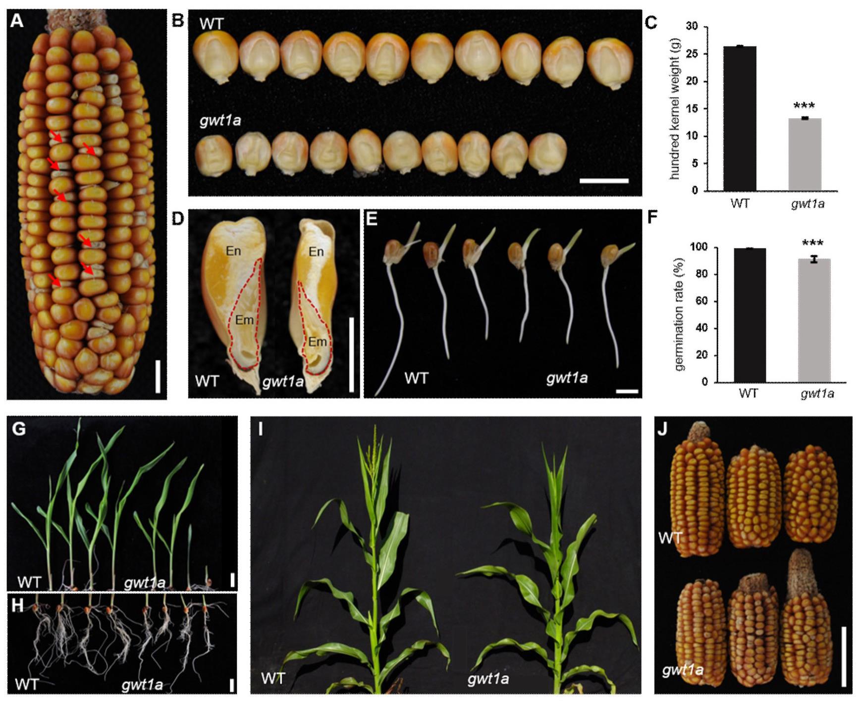 玉米籽粒发育调控基因ZmGWT1a、其编码蛋白、SNP位点、功能标记及其应用