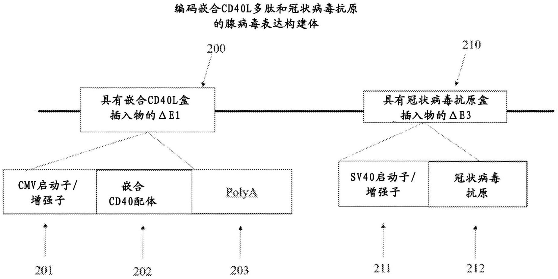 使用嵌合CD40配体和冠状病毒疫苗增强免疫力的制作方法