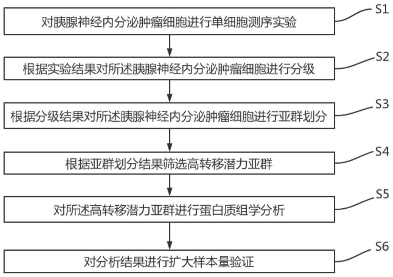 胰腺神经内分泌肿瘤细胞转移能力预测方法及相关设备