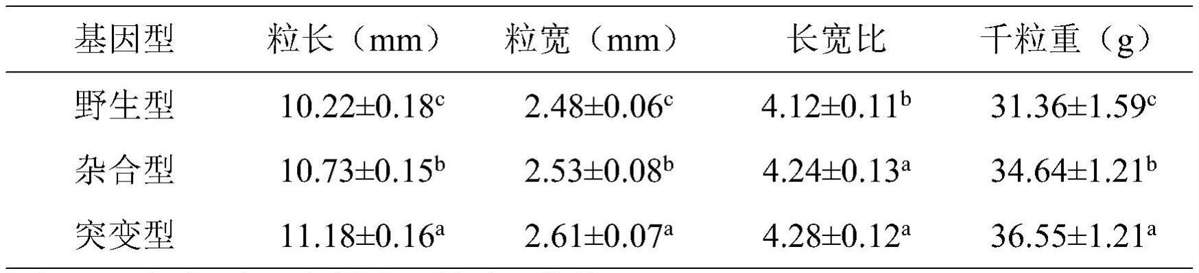 利用熔解曲线检测水稻GW3p6基因的功能标记及方法