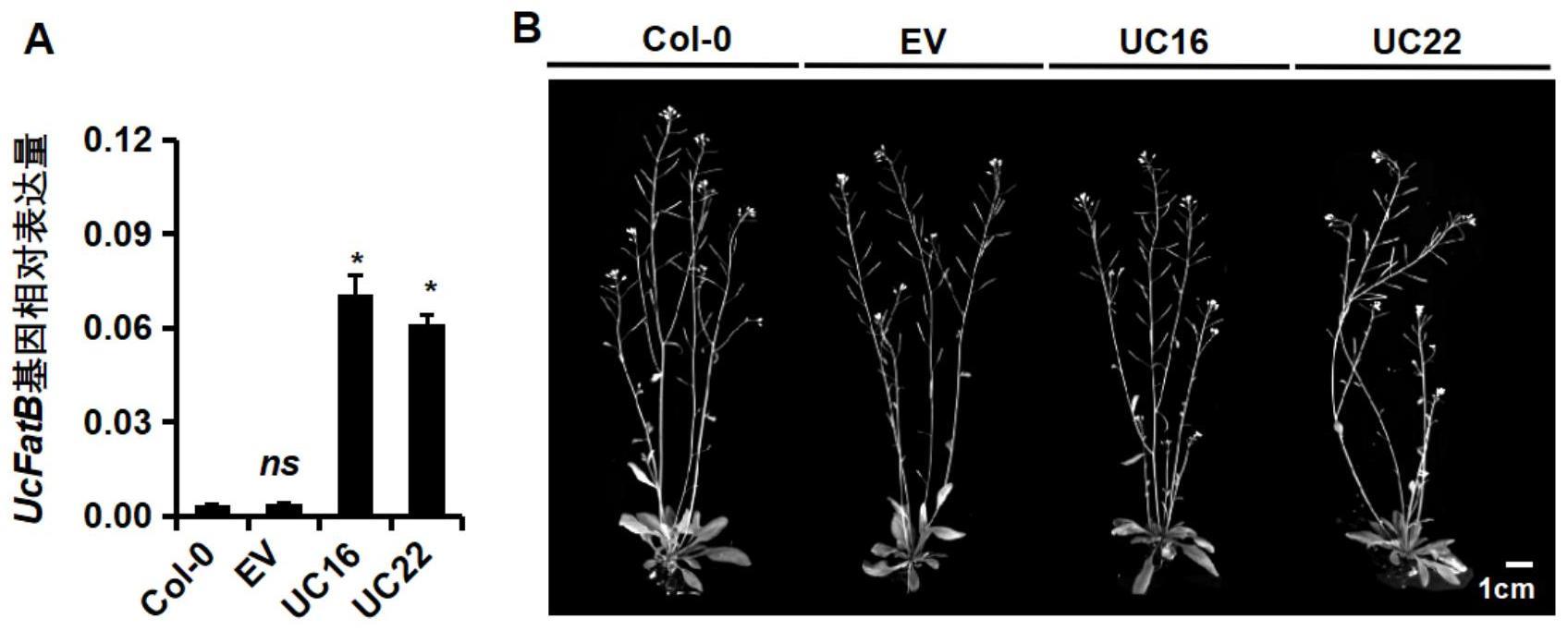 加州月桂树UcFatB基因的DNA密码子优化序列在改善植物抗旱上的应用