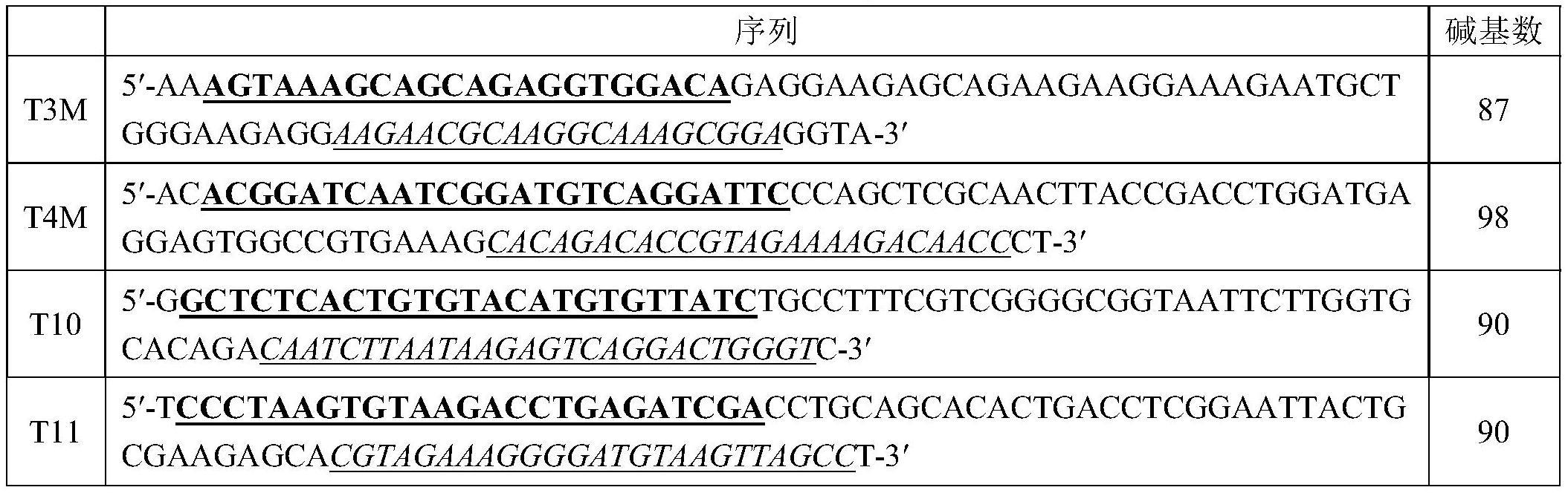 非共价吸附法包裹蛋白质的DNA病毒示踪剂及其制备方法与应用