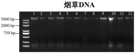 一种快速提取烟草叶片基因组DNA的方法