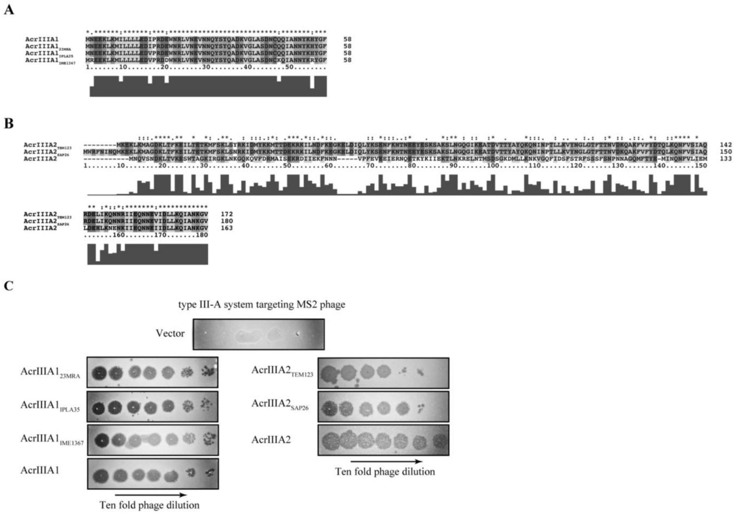 抗CRISPR-Cas蛋白AcrIIIA1的制作方法