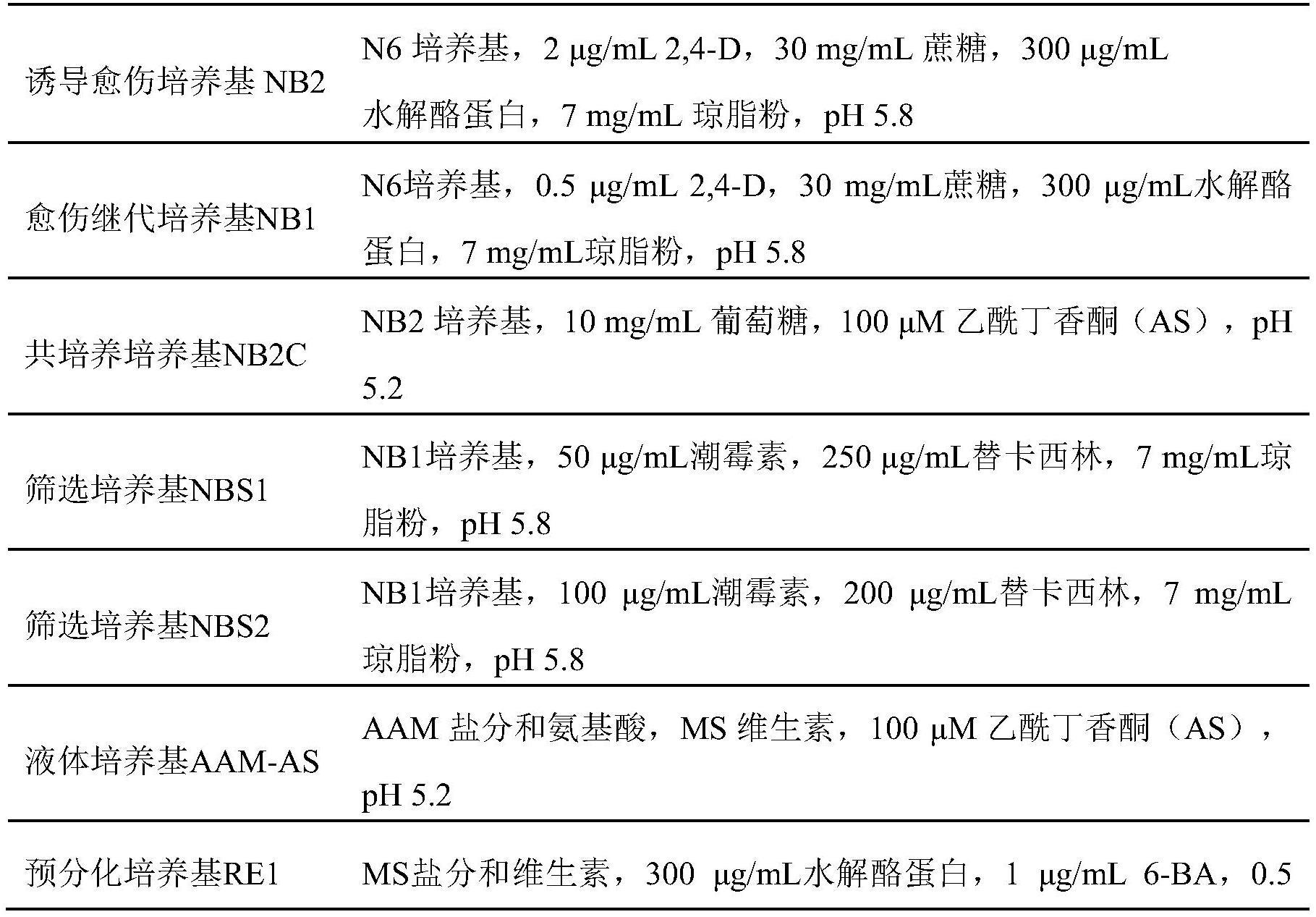 一种水稻粒型相关基因及其应用