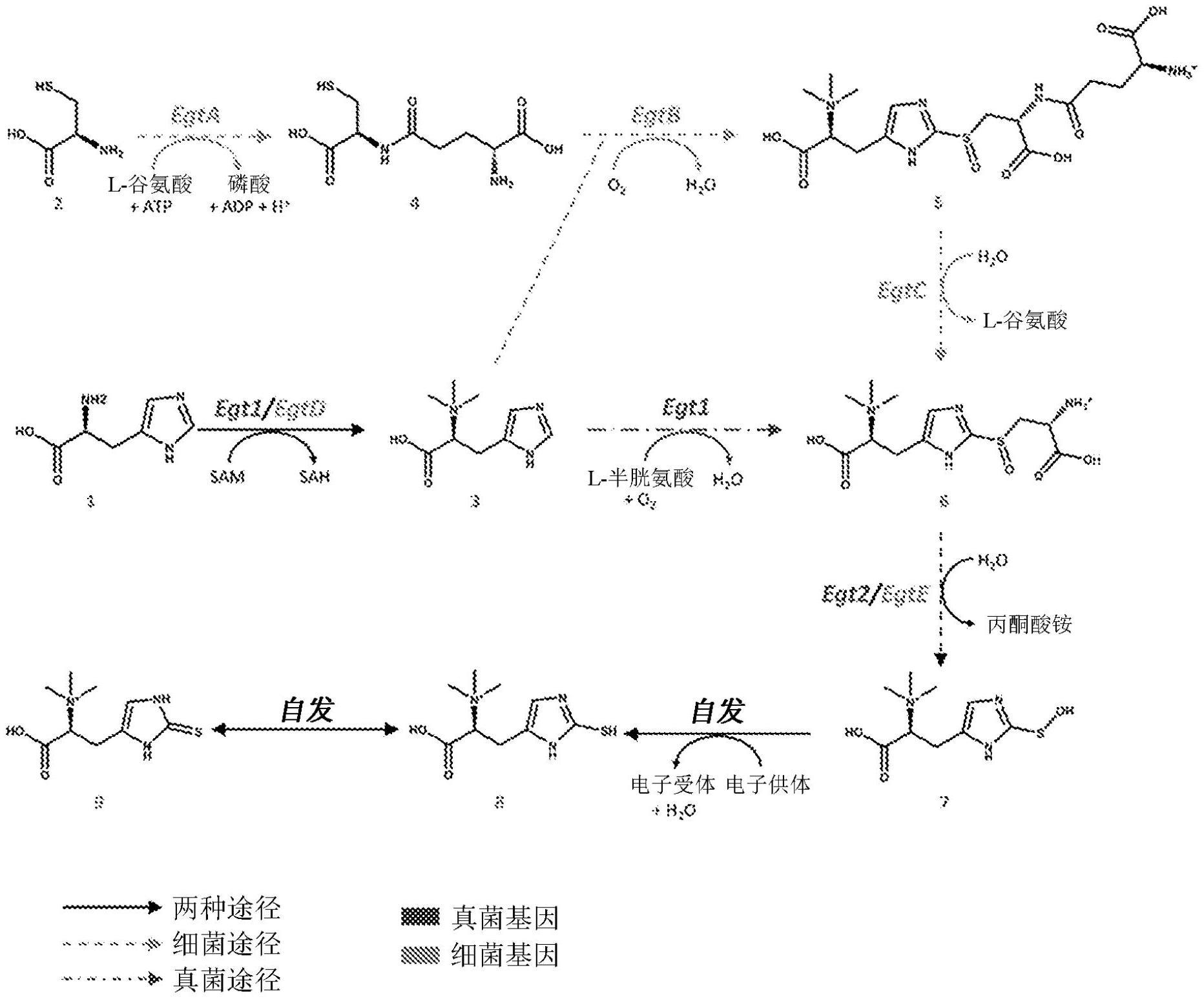 与使用麦角硫因相关的方法和组合物与流程