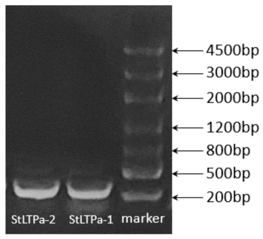 基因StLTPa及其编码蛋白在马铃薯抗病性中的应用