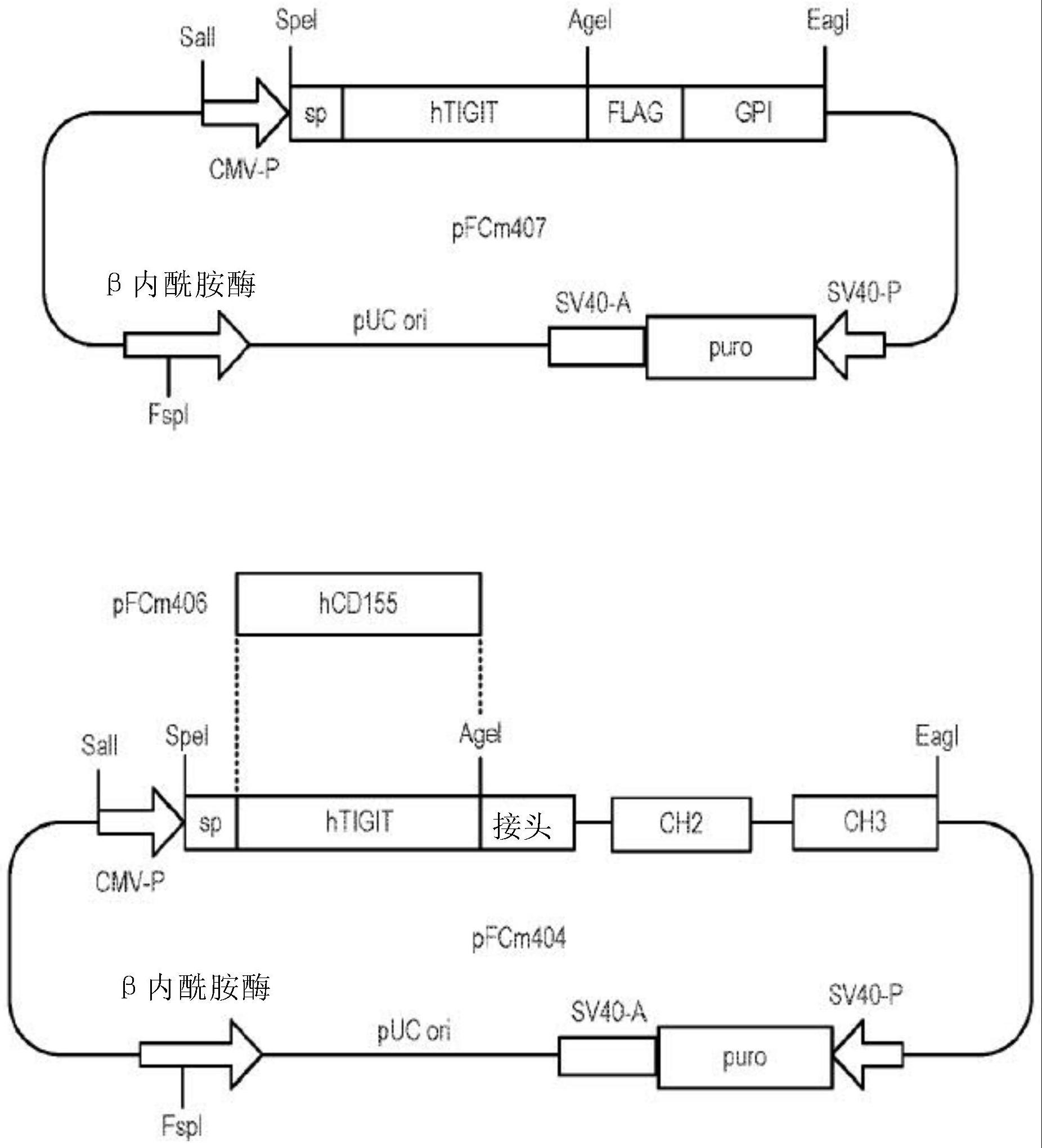 针对TIGIT的抗体的制作方法