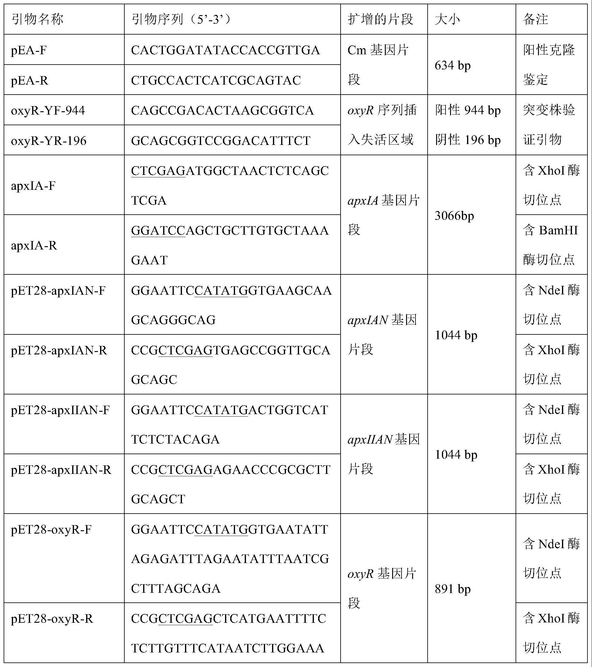 高产ApxI毒素的APP菌株、其构建方法及应用