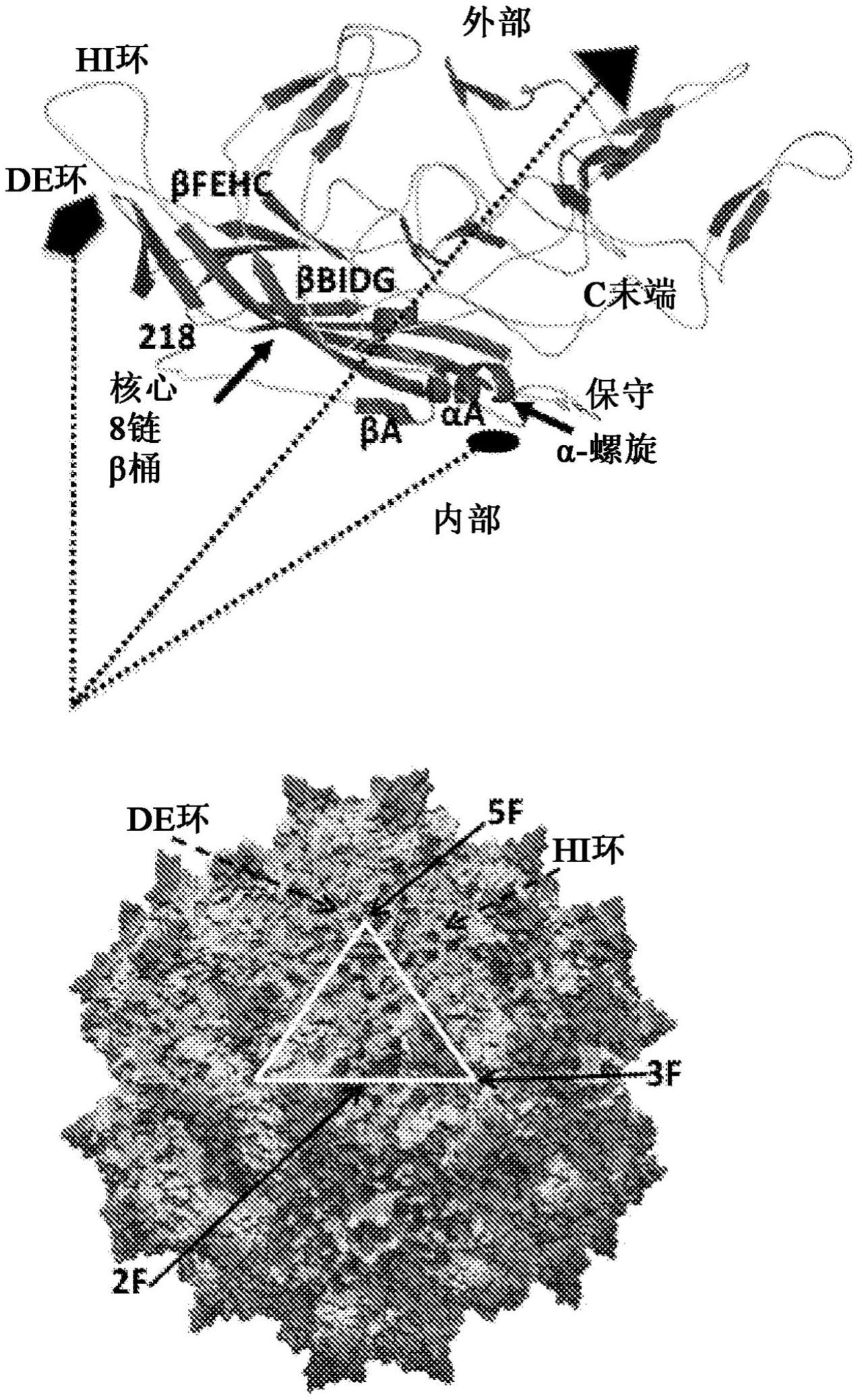 腺相关病毒（AAV）样品中的杂质的表征和用于使AAV稳定的调配物组合物的制作方法