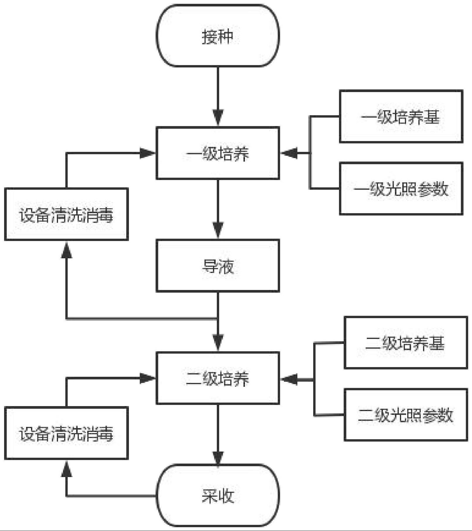 一种三角褐指藻在室内人工光源环境下的养殖方法与流程