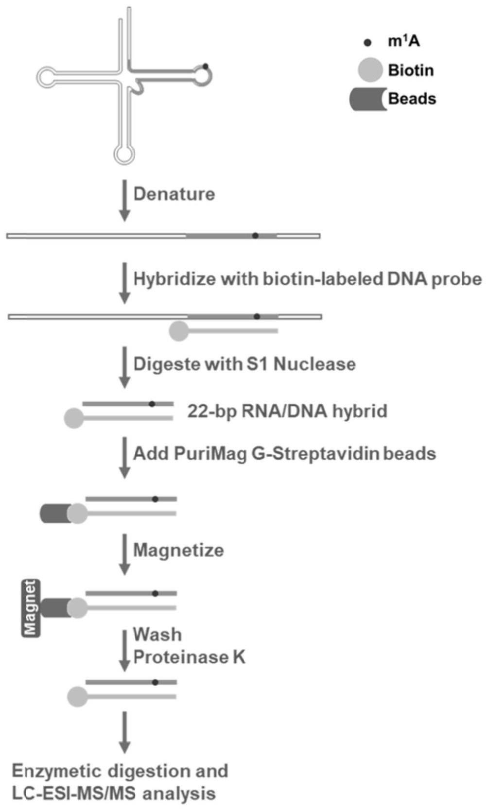 DNA探针杂交结合S1核酸酶消化分析tRNA中第58位m1A修饰的分析方法
