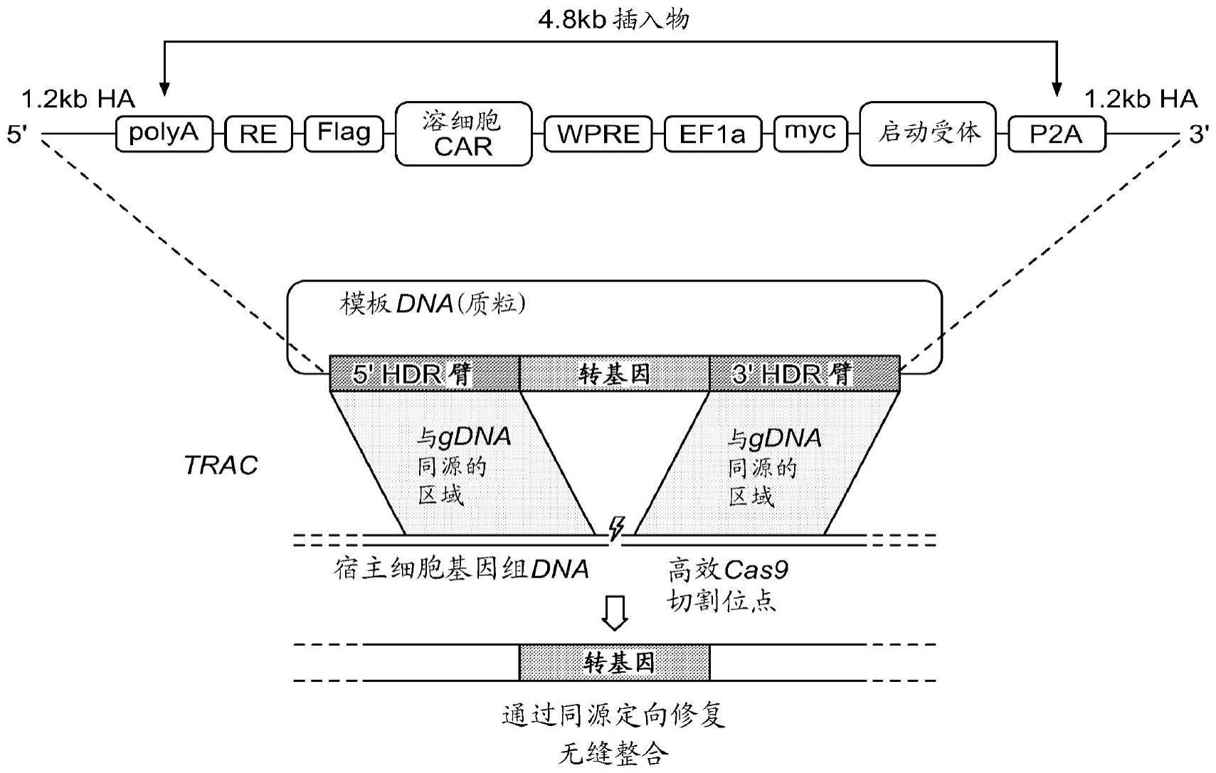 具有启动受体的工程化免疫细胞的制作方法