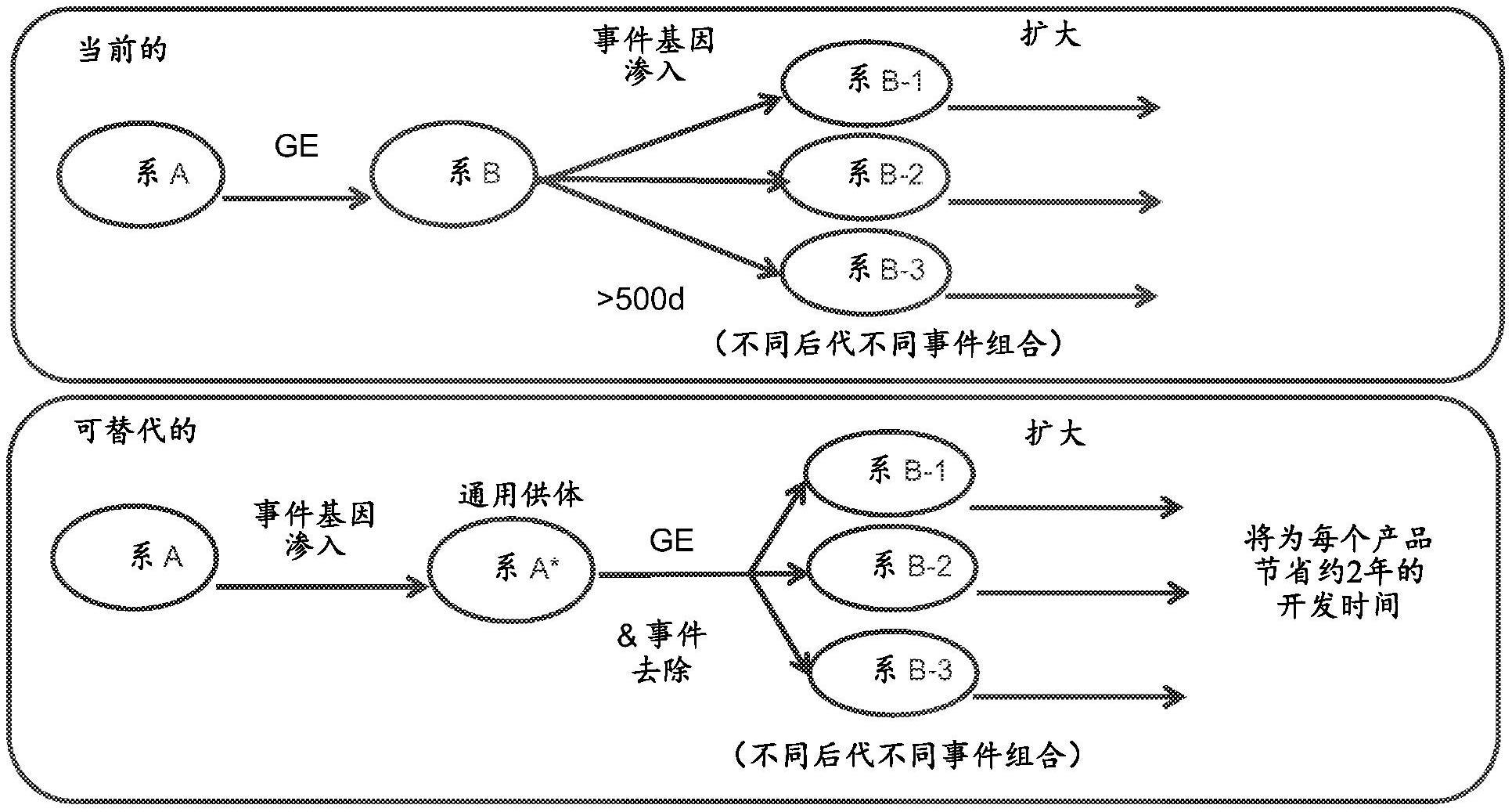 具有特征性原间隔子相邻基序或特征性指导RNA识别位点的可切除植物转基因基因座的制作方法