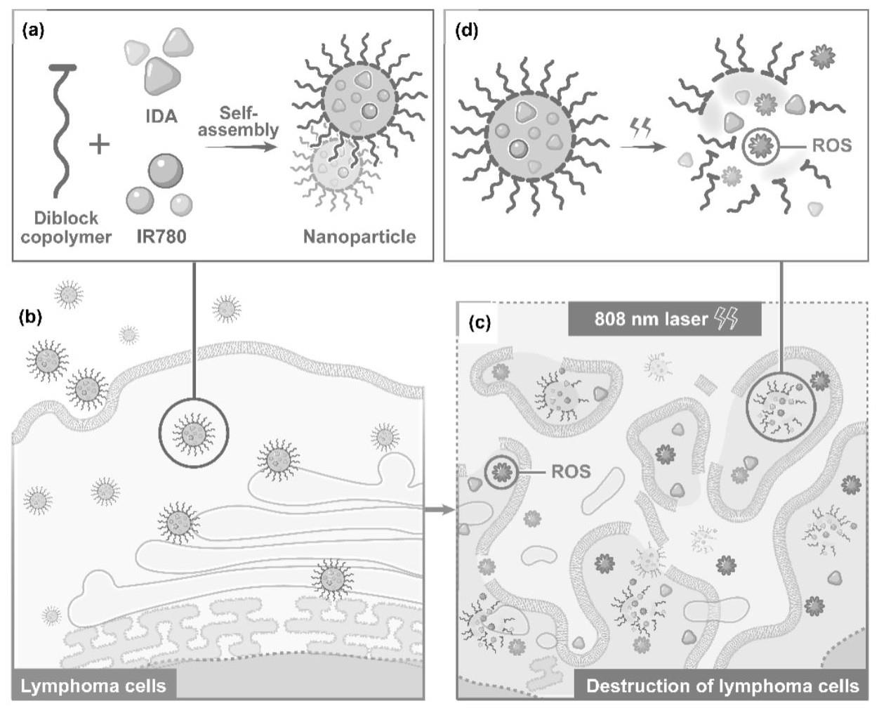 IR780和IDA共同负载的纳米颗粒在制备治疗淋巴瘤药物上的应用及纳米颗粒的制作方法
