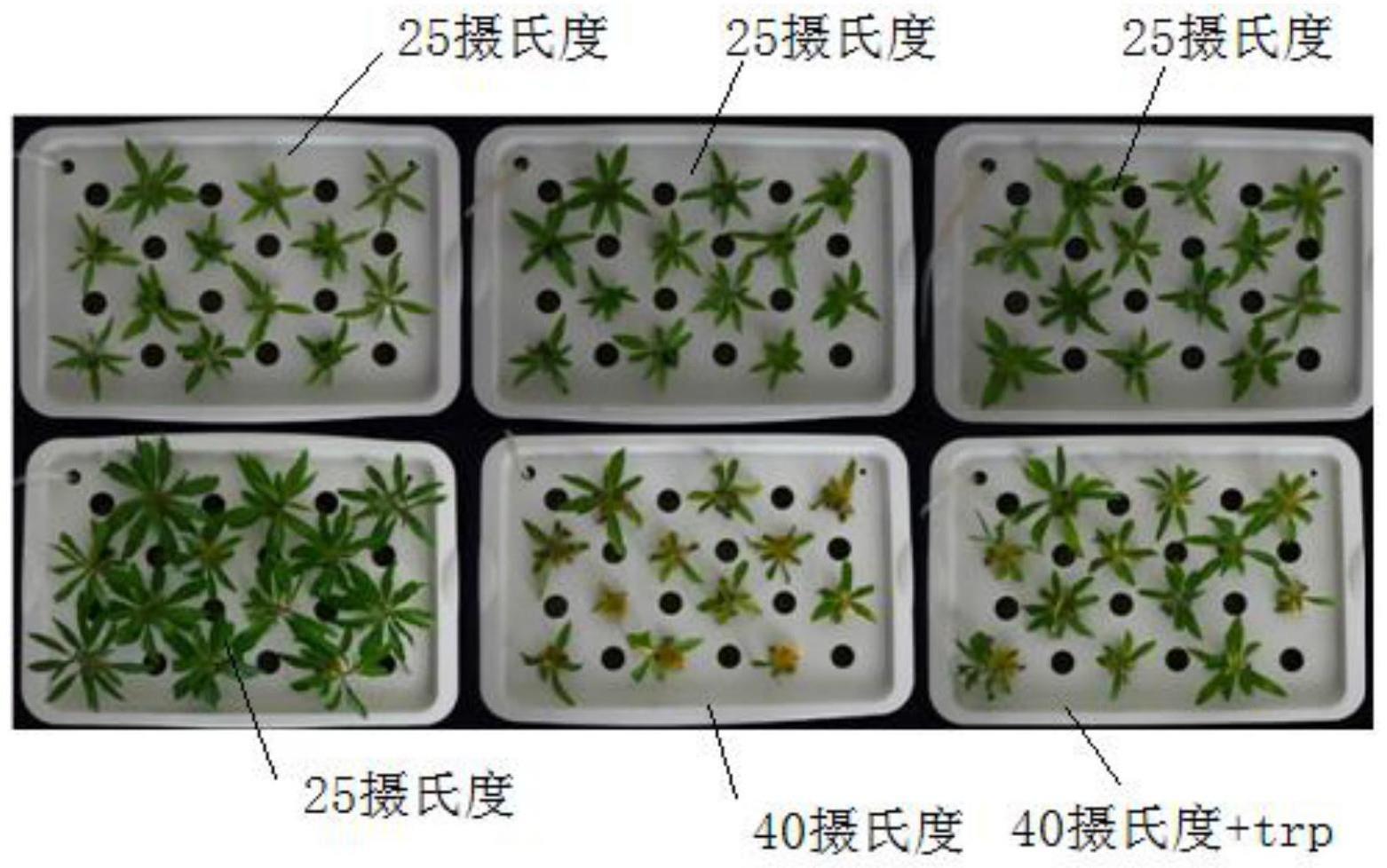 一种外源色氨酸在增强枸杞抗热性中的应用