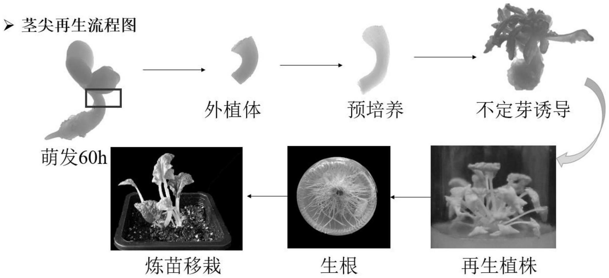 利用胚尖组织快速获得乌菜再生苗的方法与流程