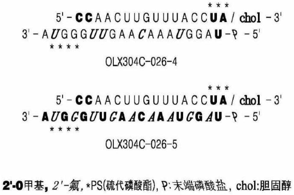 抑制ROR-β表达的用于诱导不对称RNAi的核酸分子的制作方法