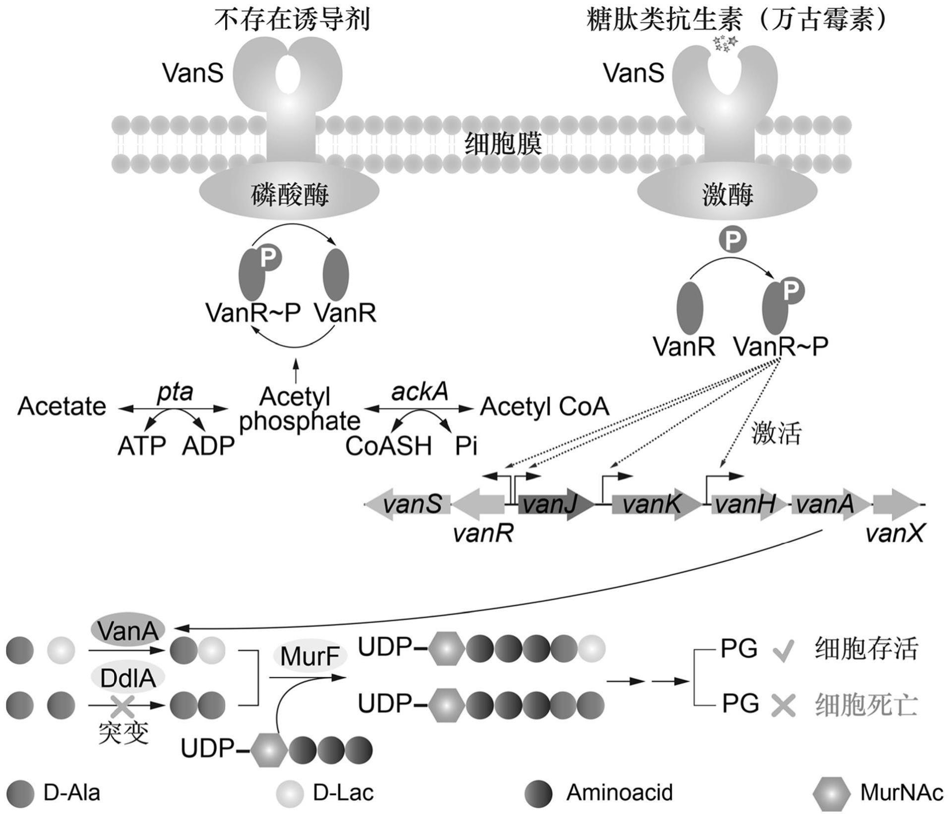 一种糖肽类抗生素可视化检测的生物传感器及其构建方法与应用与流程