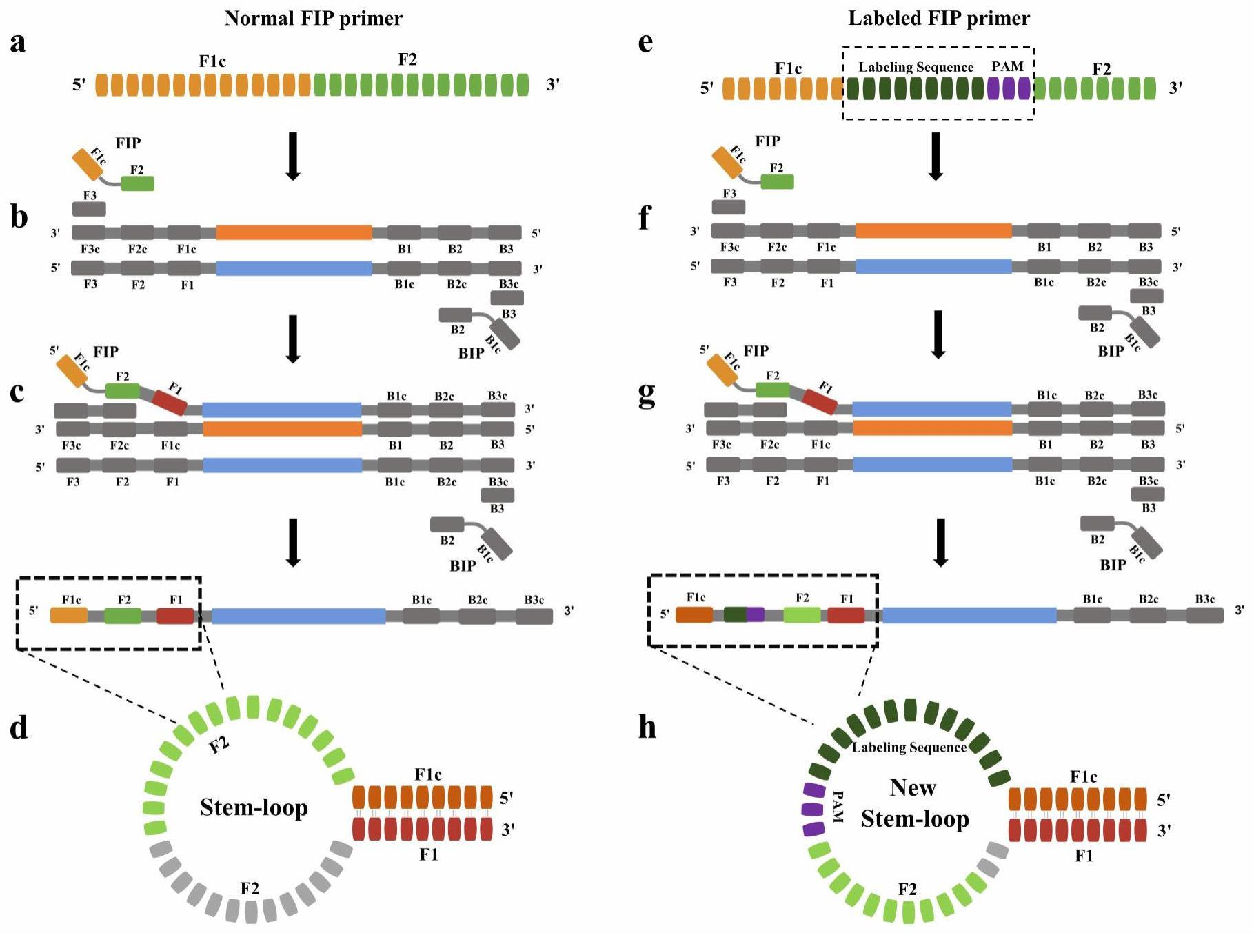 一种非特异CrRNA的CRISPR/Cas12a切割体系的多重病原菌的检测方法